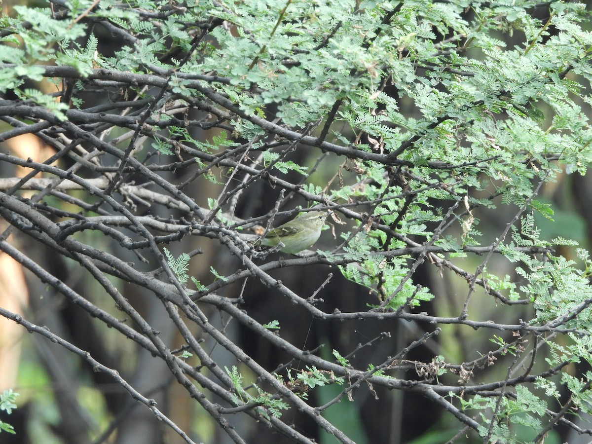 Hume's Warbler - ML625562385