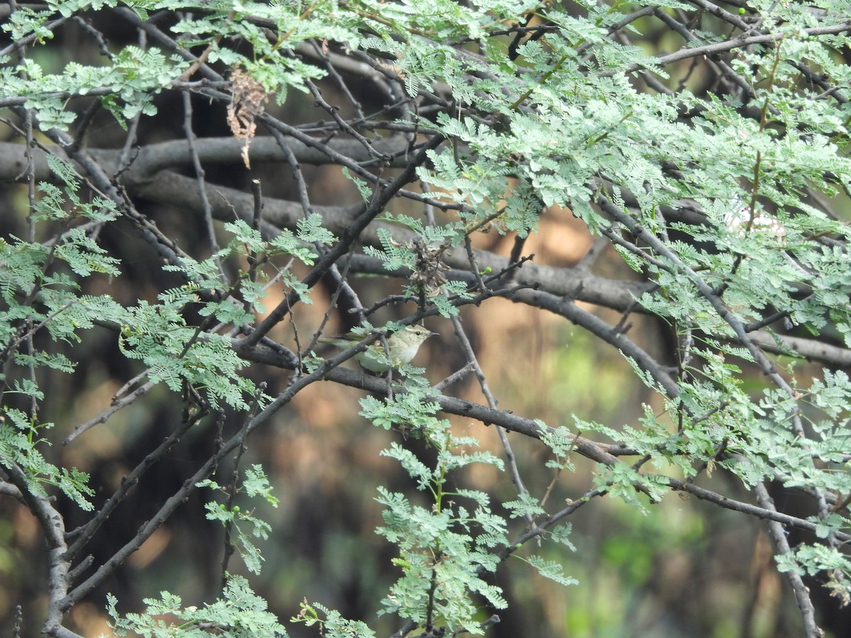 Hume's Warbler - ML625562387