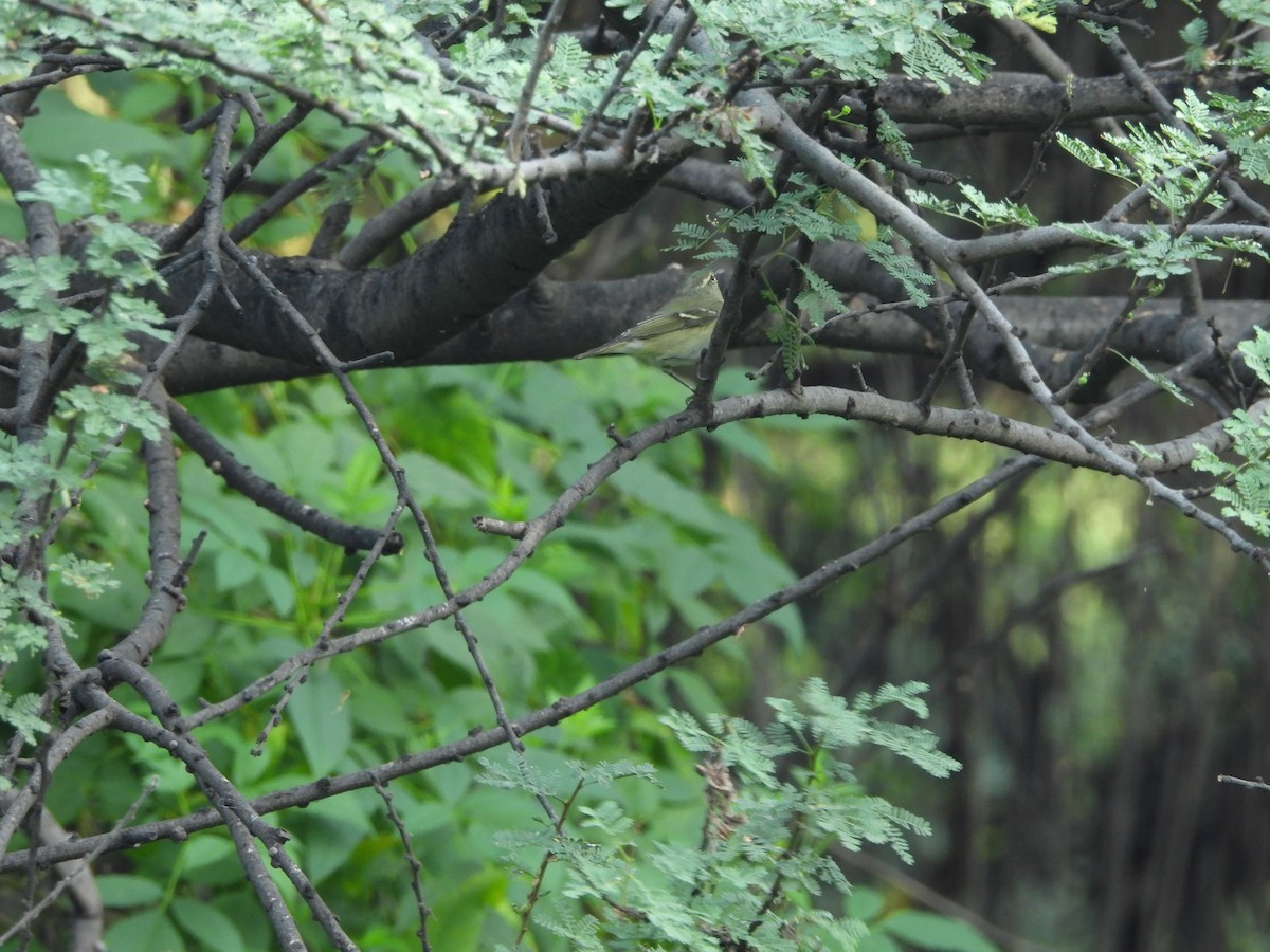 Hume's Warbler - ML625562392