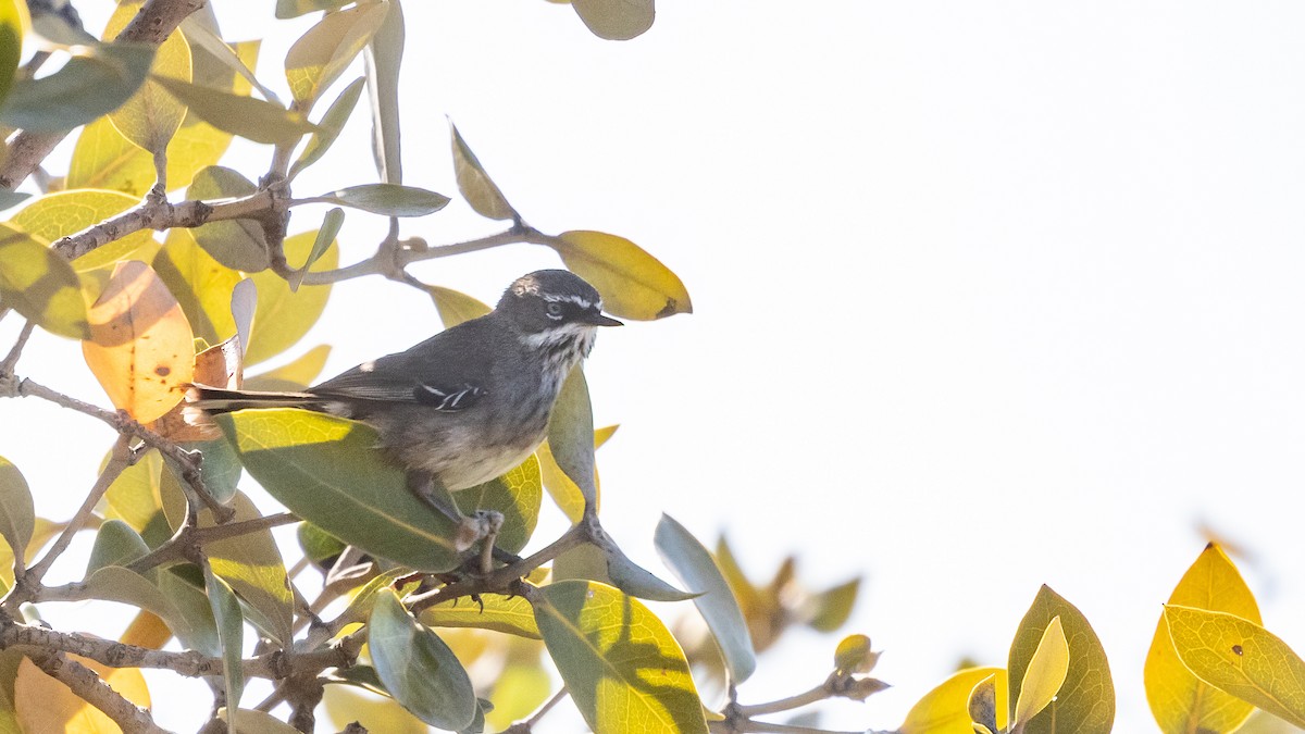 Spotted Scrubwren - ML625562421