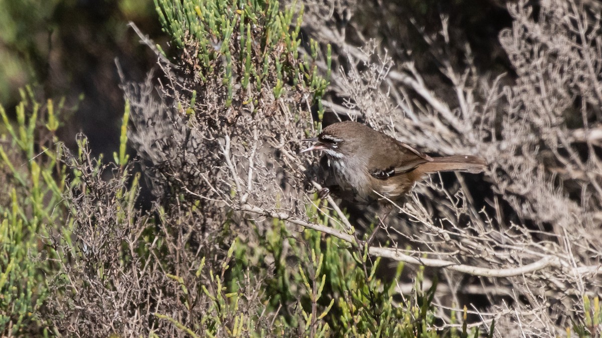 Spotted Scrubwren - ML625562422