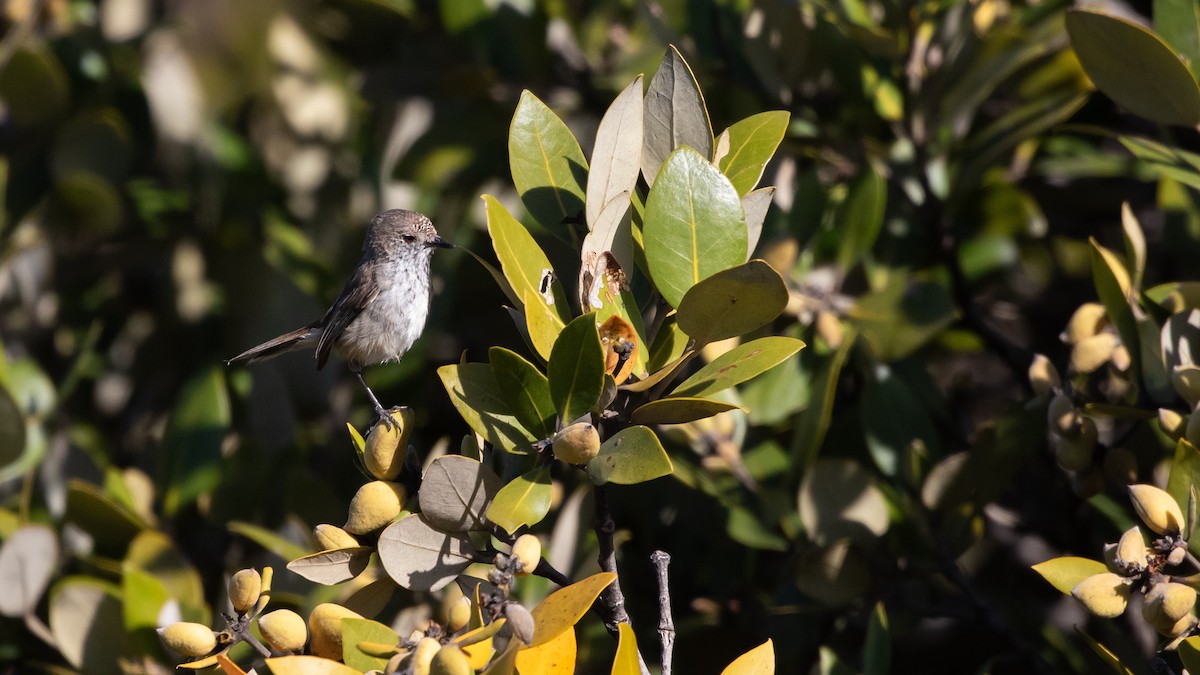 Inland Thornbill - ML625562426