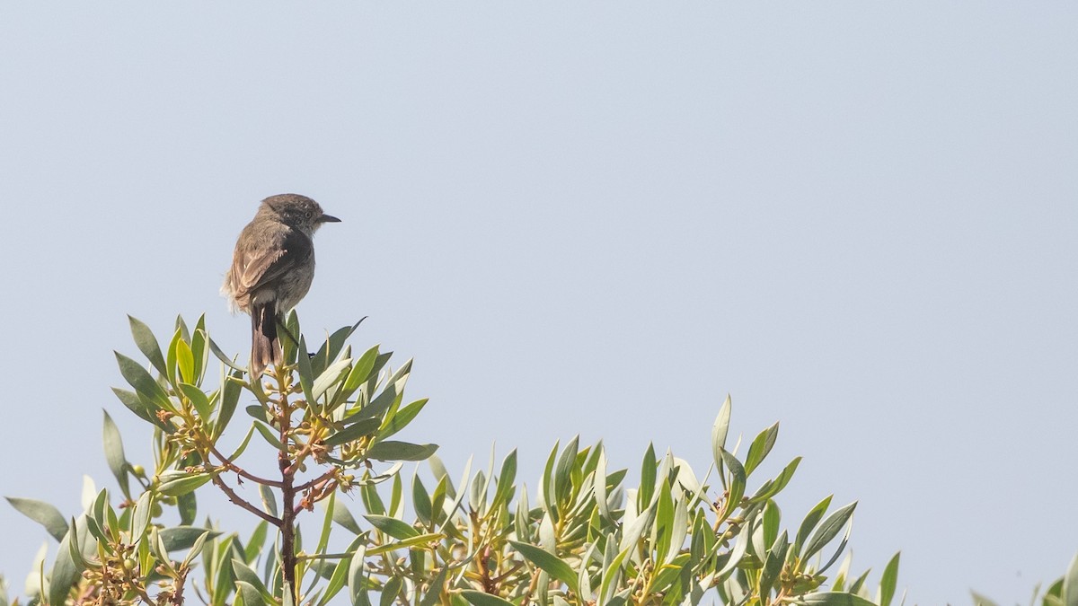 Slender-billed Thornbill - ML625562432