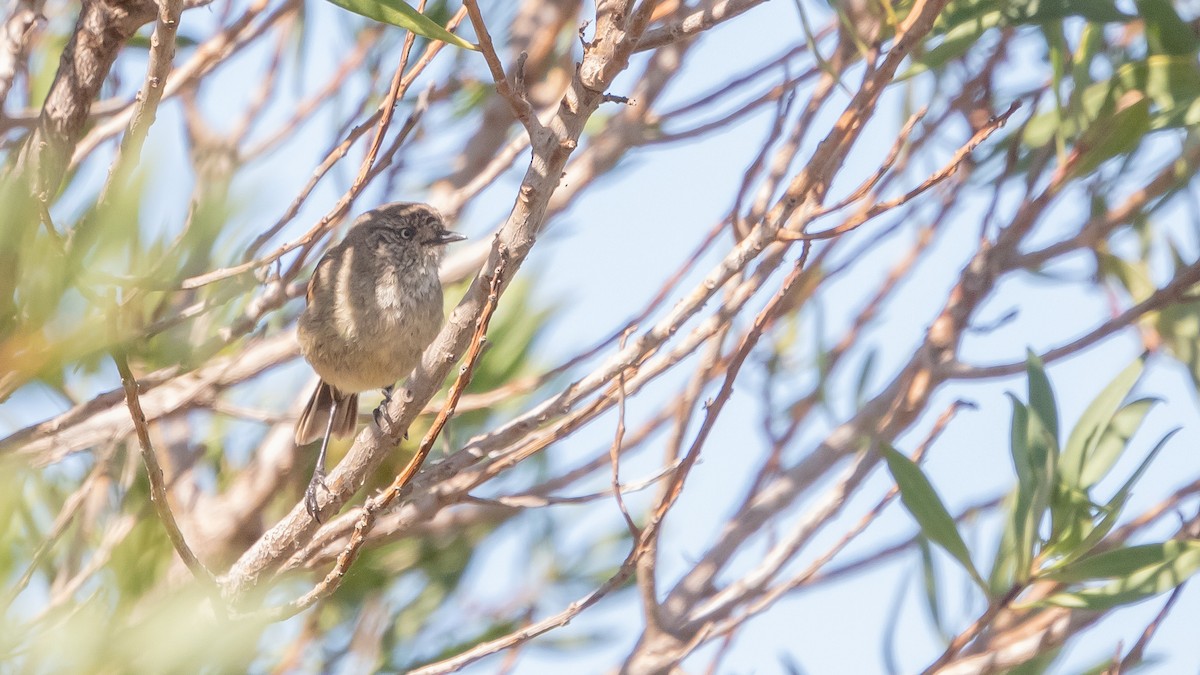 Slender-billed Thornbill - ML625562434