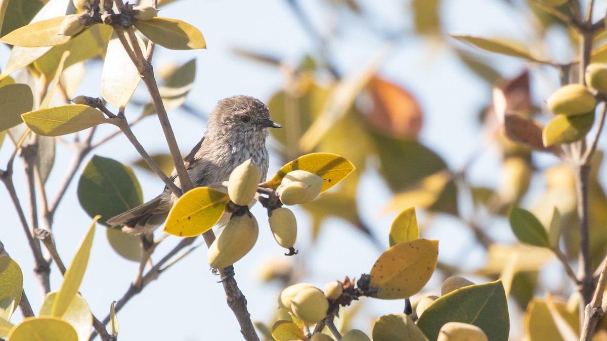 Inland Thornbill - ML625562437