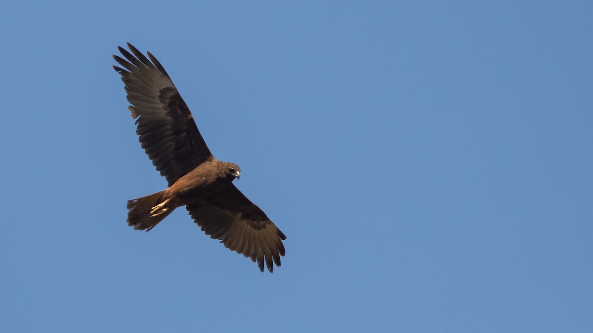 Swamp Harrier - ML625562446