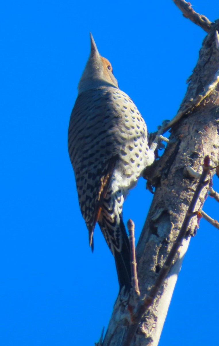 Northern Flicker (Red-shafted) - ML625562518