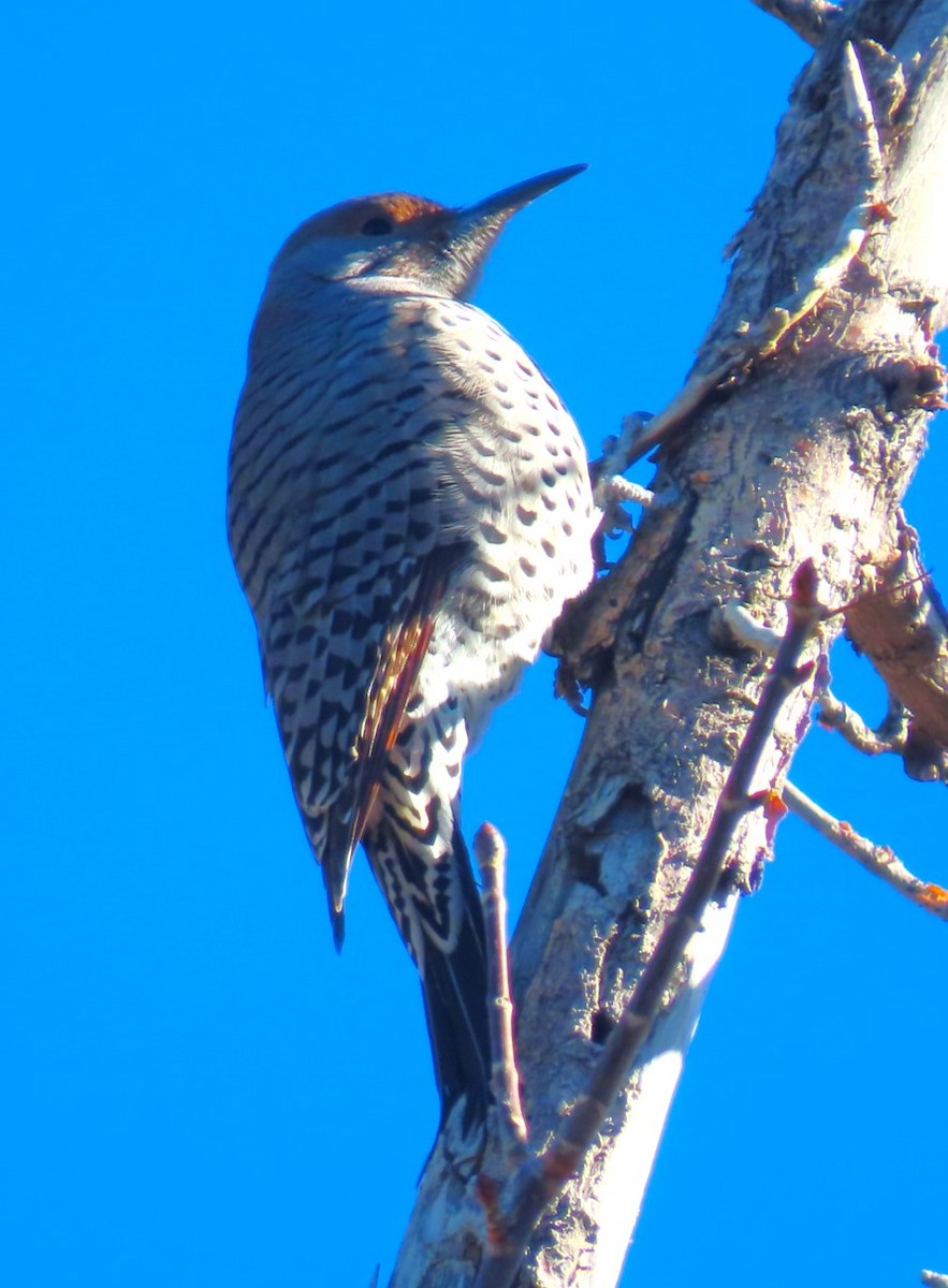 Northern Flicker (Red-shafted) - ML625562519