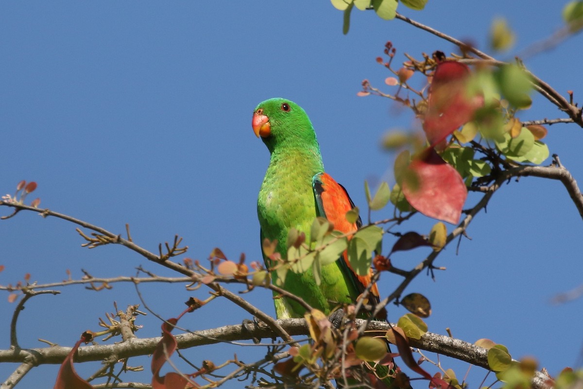 Red-winged Parrot - ML625562540