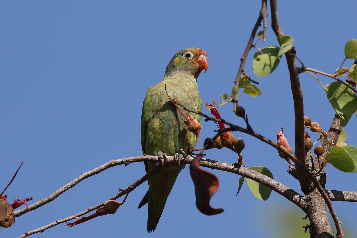 Varied Lorikeet - ML625562550