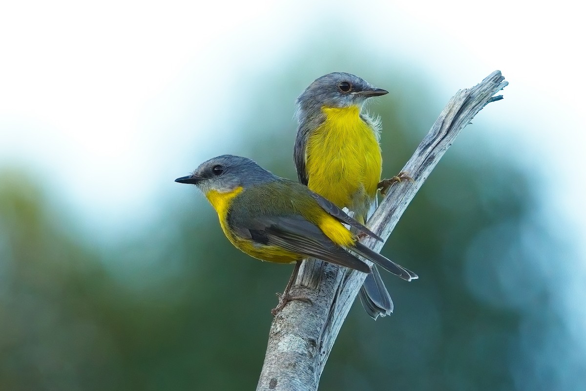 Eastern Yellow Robin - ML625562592