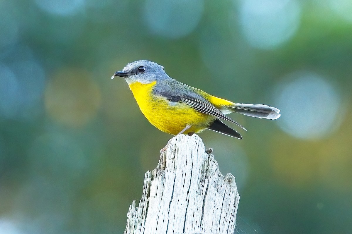 Eastern Yellow Robin - ML625562593