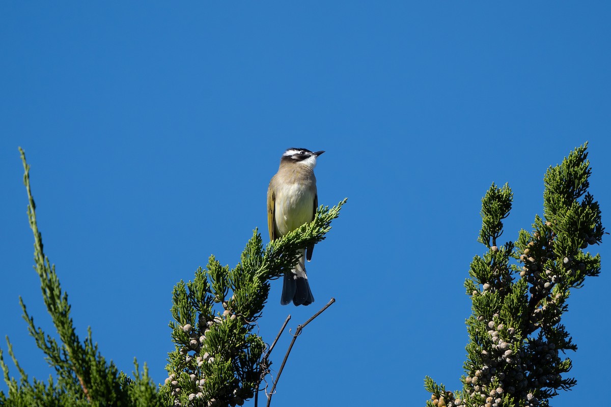 Light-vented Bulbul (sinensis) - ML625562619