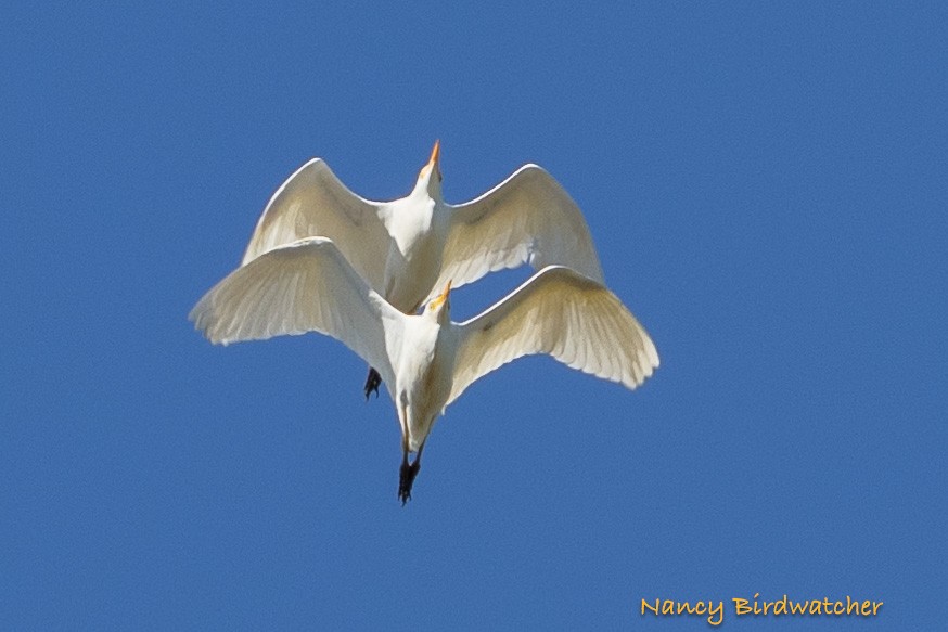 Египетская цапля (ibis) - ML625562628