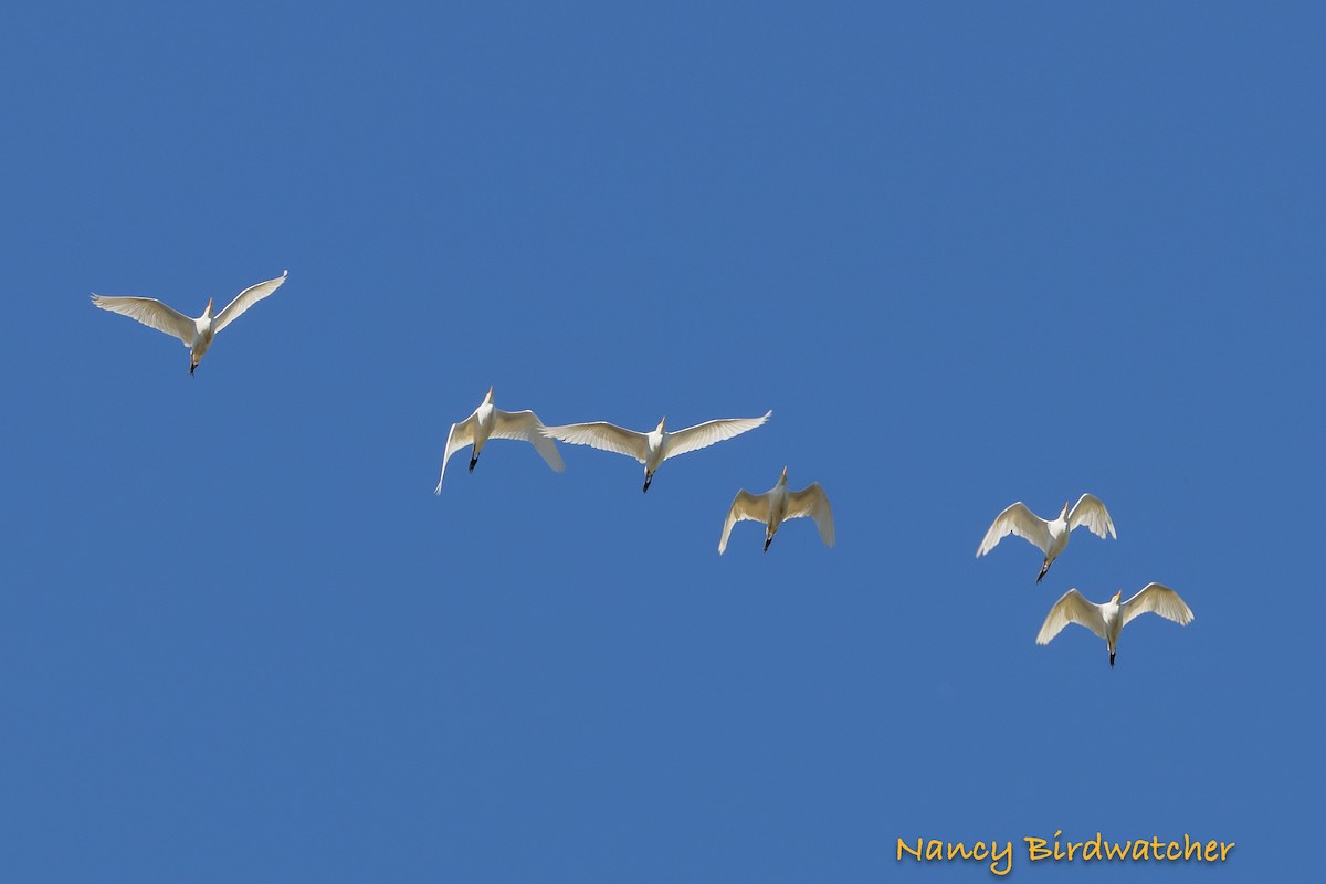 Western Cattle-Egret - ML625562629