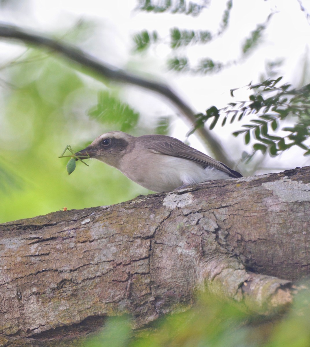 Common Woodshrike - ML625562636