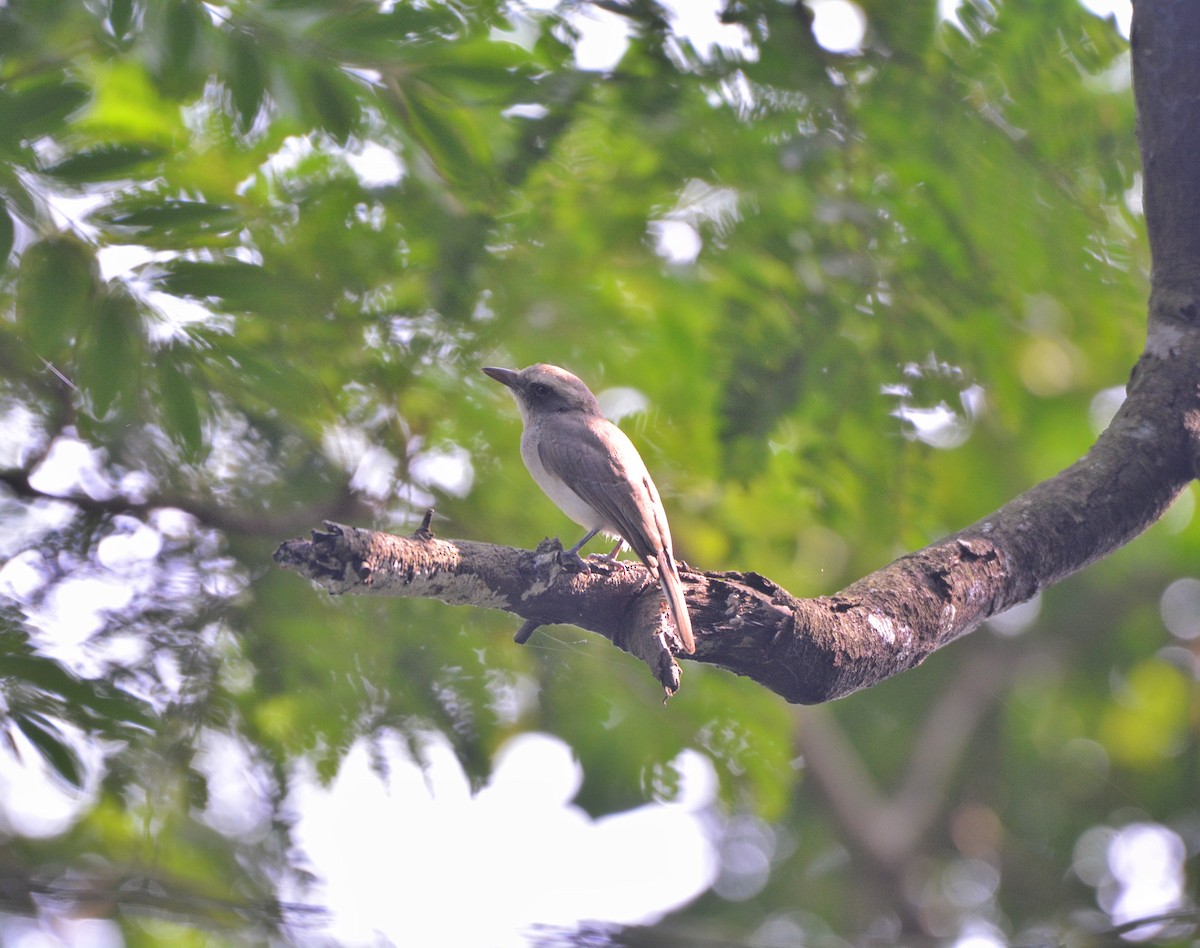 Common Woodshrike - ML625562637