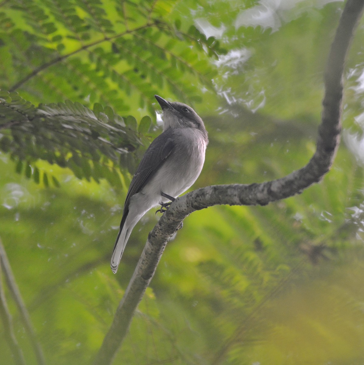 Common Woodshrike - ML625562638