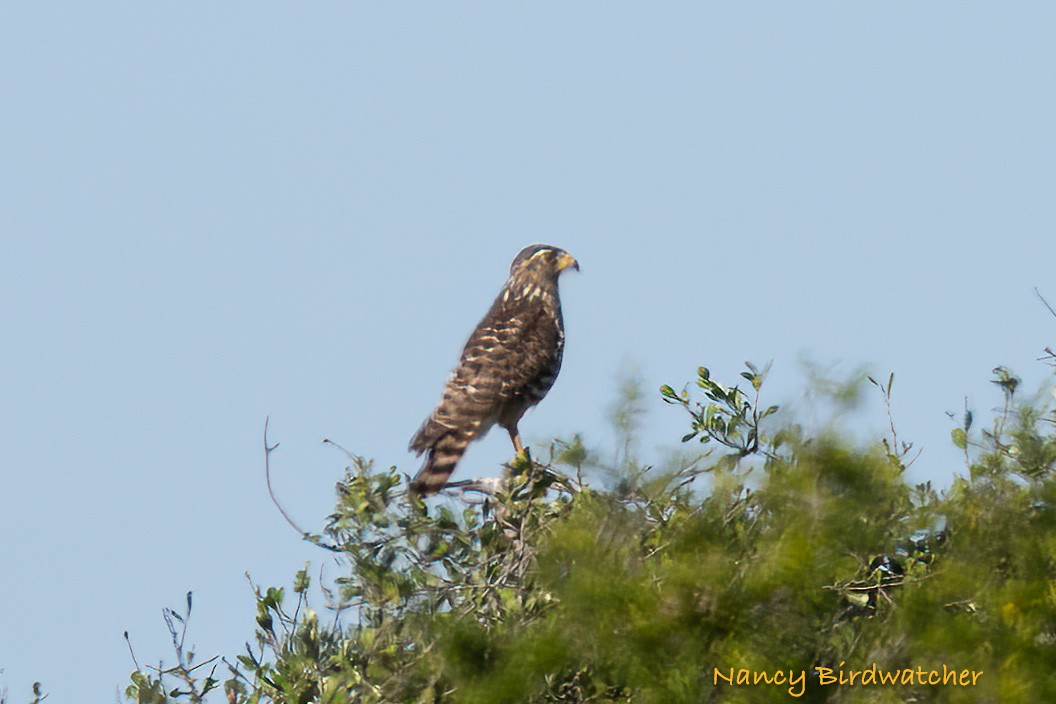 Roadside Hawk - ML625562646