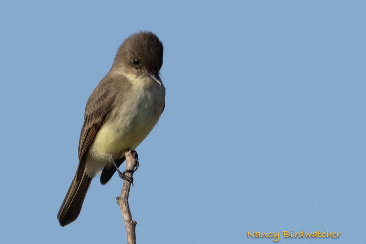 Eastern Phoebe - ML625562649