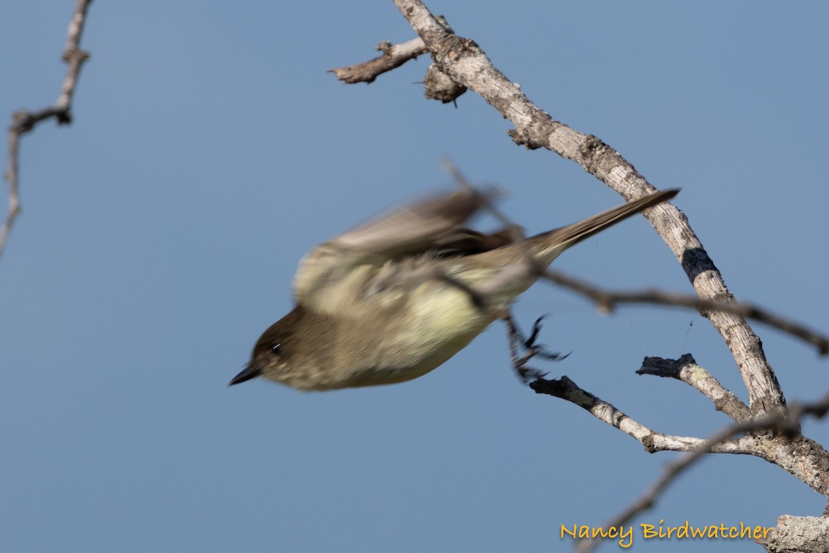 Eastern Phoebe - ML625562650