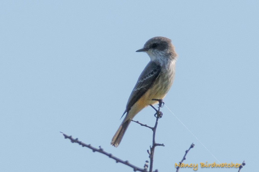 Vermilion Flycatcher - ML625562657