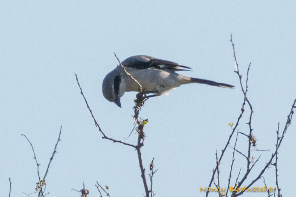 Loggerhead Shrike - ML625562672