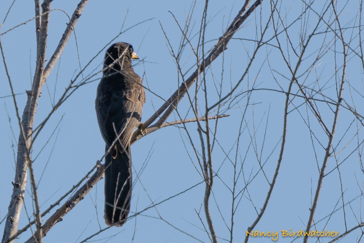 Brown Jay - ML625562679