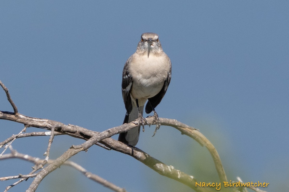 Northern Mockingbird - ML625562701