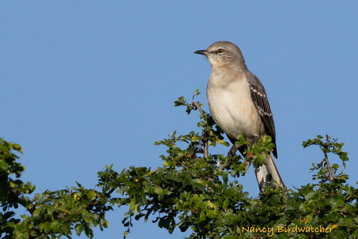 Northern Mockingbird - ML625562702