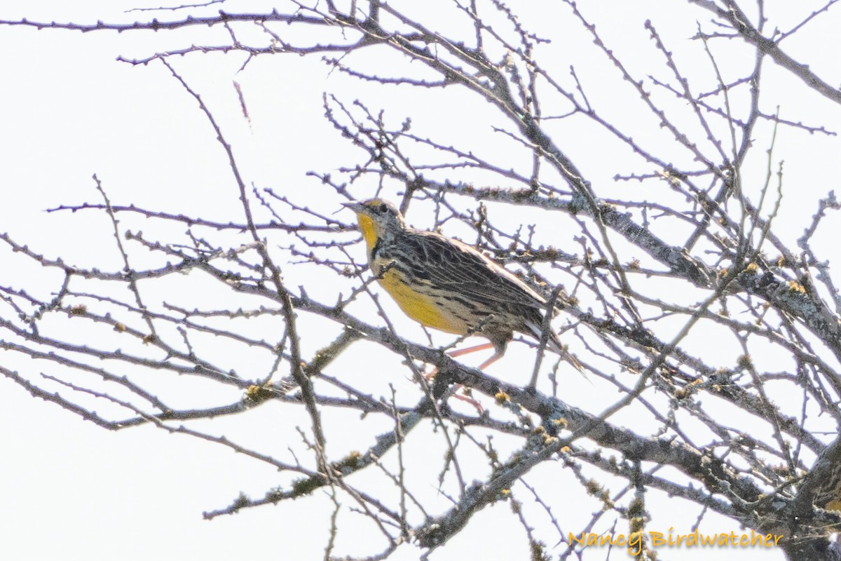 Eastern Meadowlark - ML625562708