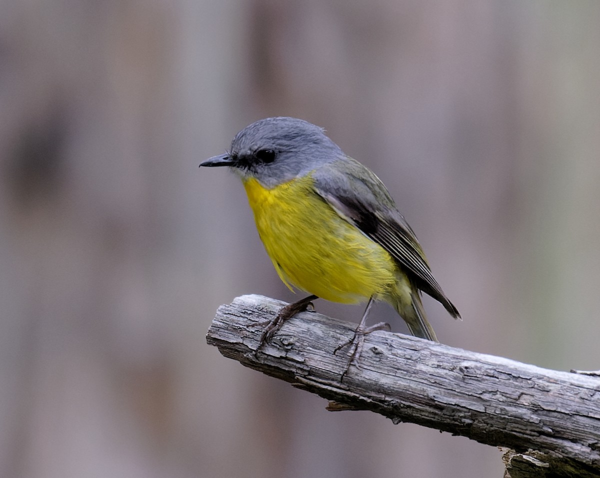 Eastern Yellow Robin - ML625562761