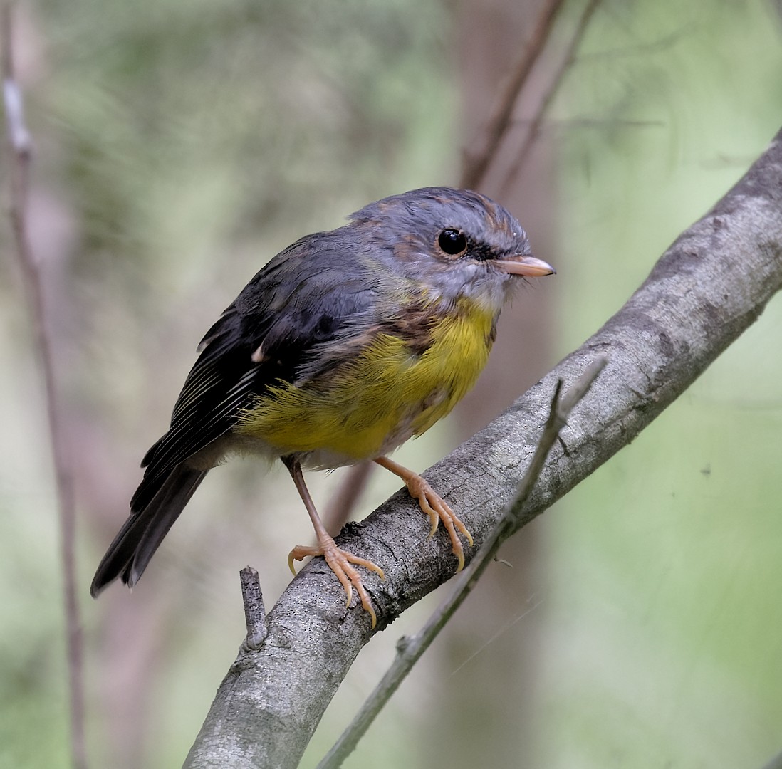 Eastern Yellow Robin - ML625562762