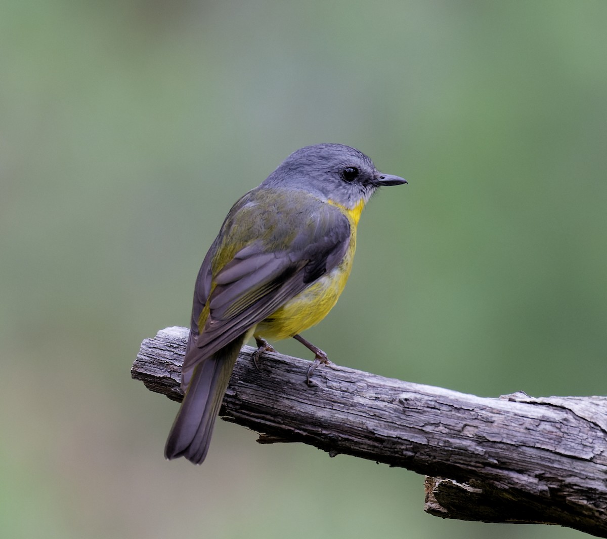 Eastern Yellow Robin - ML625562763