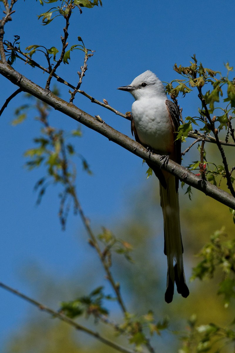 Tijereta Rosada - ML625562764