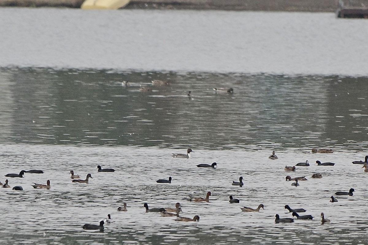 Northern Pintail - Hideki Sekimoto