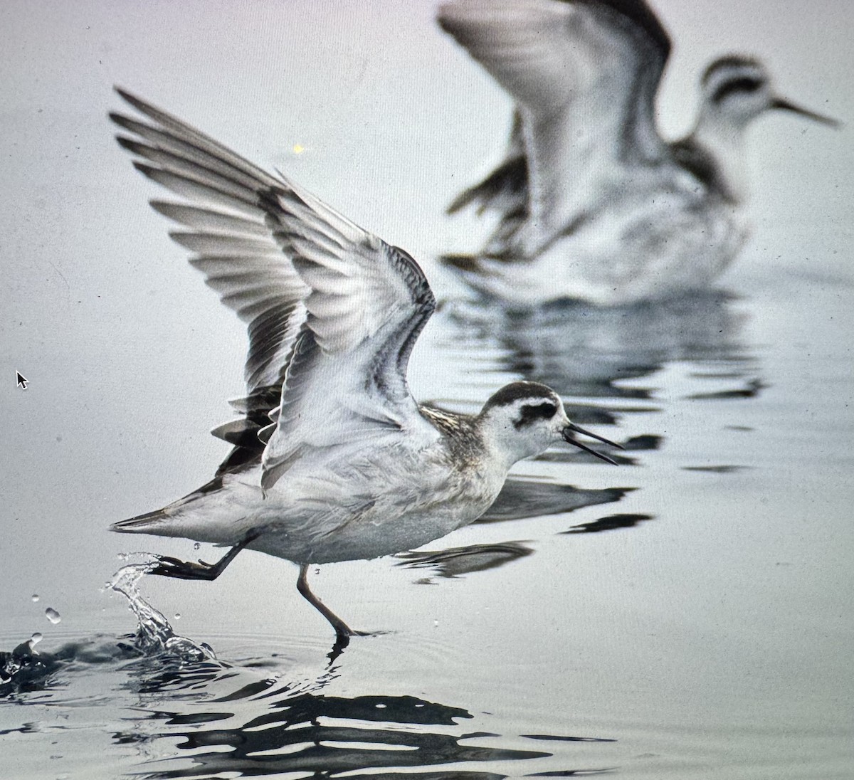 Red-necked Phalarope - ML625562869