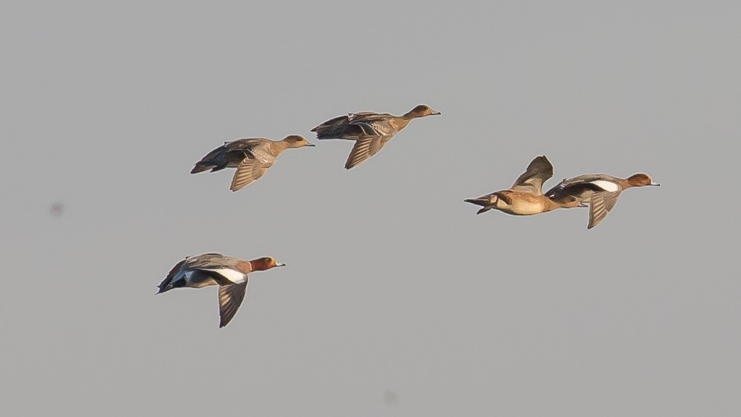 Eurasian Wigeon - Milan Martic