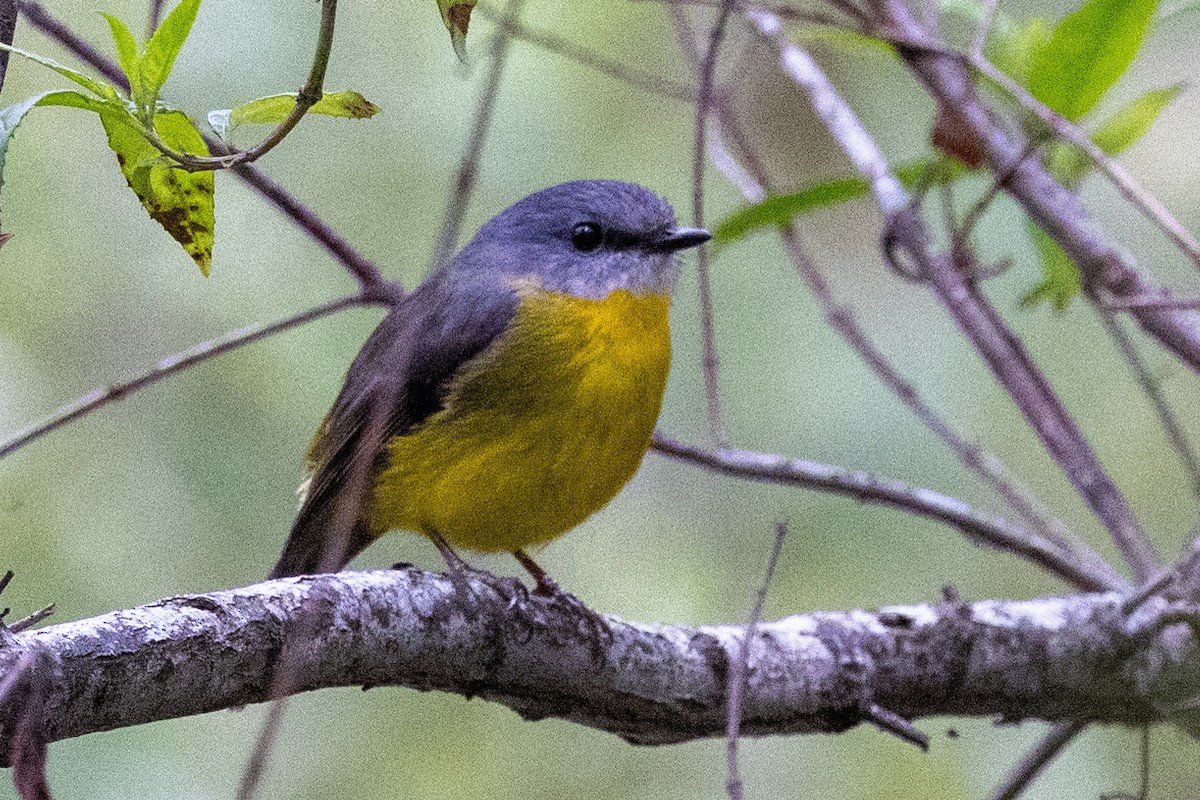 Eastern Yellow Robin - ML625562931