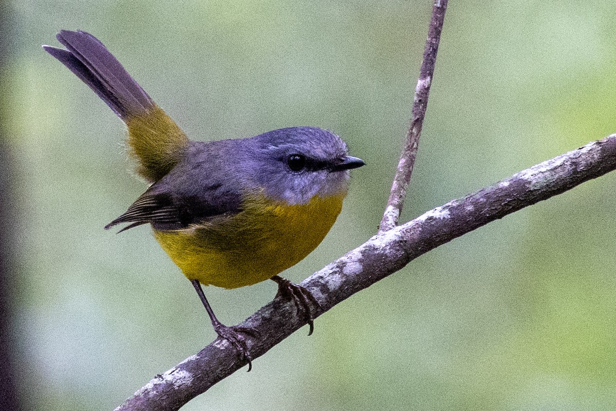 Eastern Yellow Robin - ML625562932