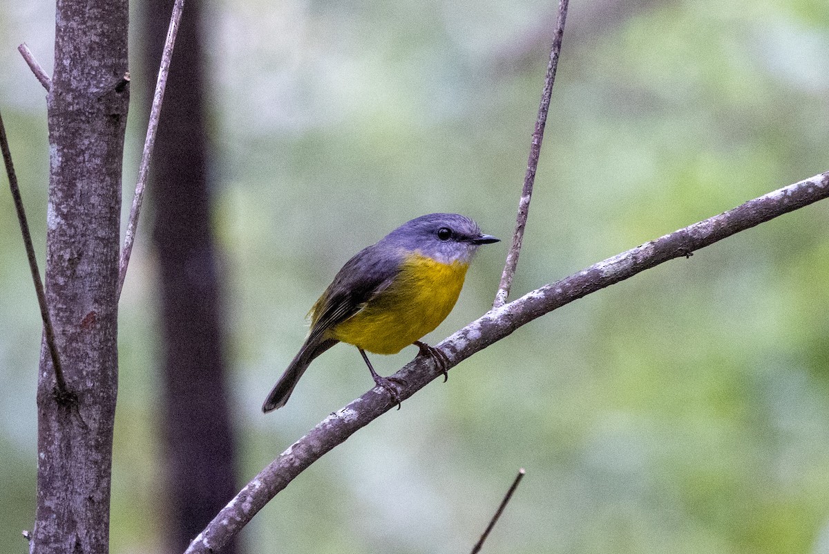 Eastern Yellow Robin - ML625562933