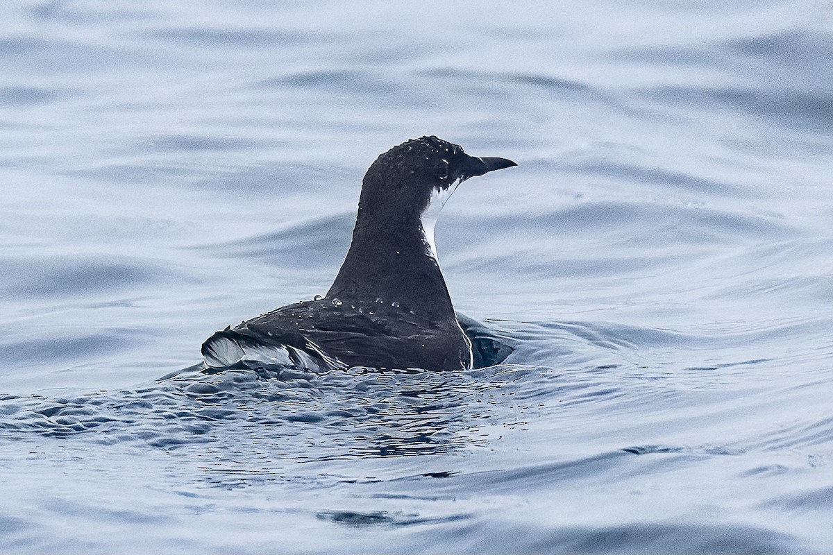 Craveri's Murrelet - ML625562960