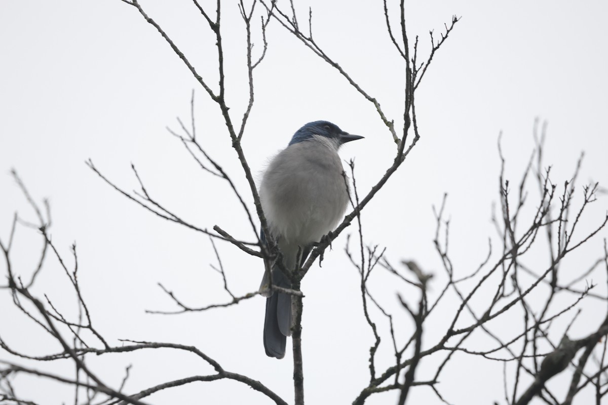 Mexican Jay - ML625563068