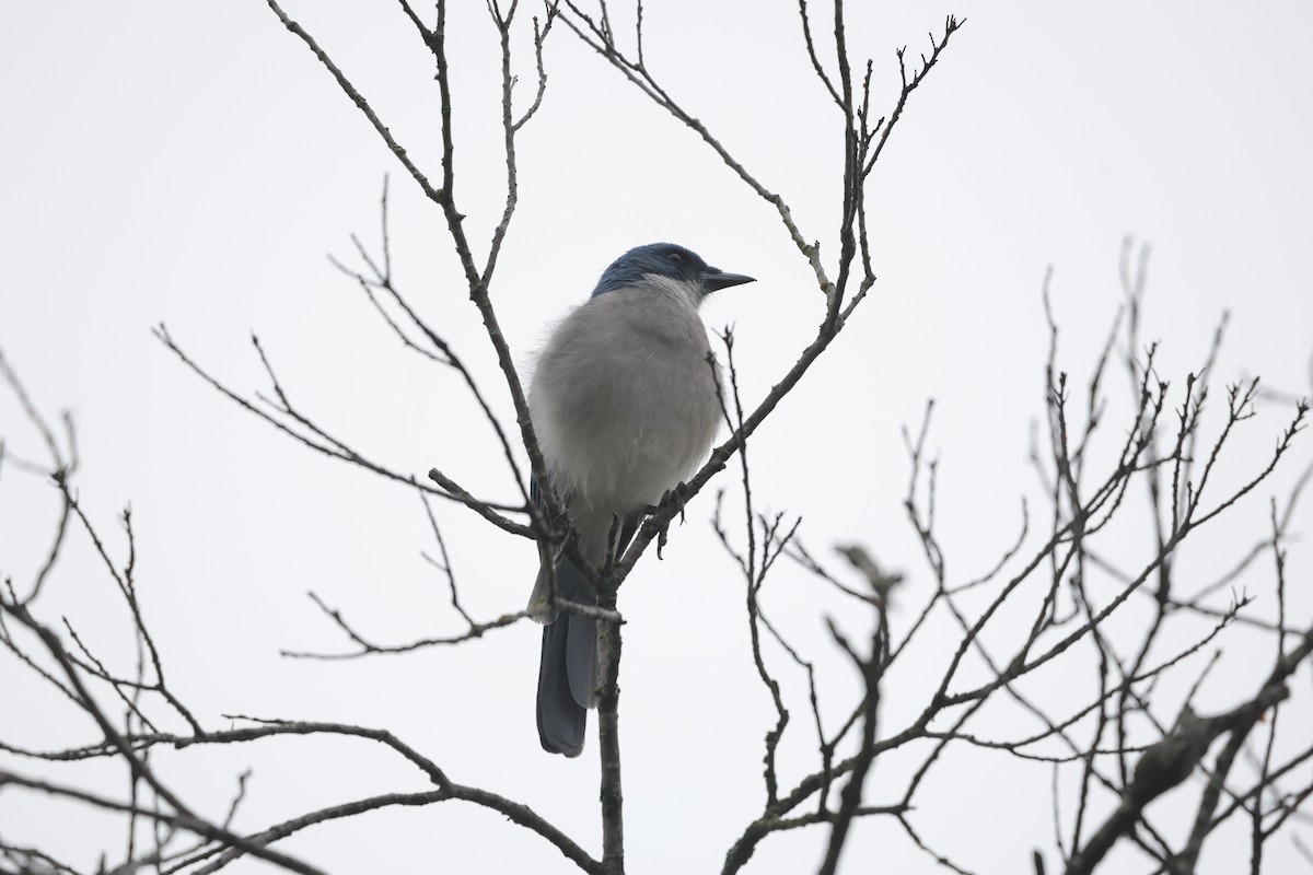 Mexican Jay - ML625563070