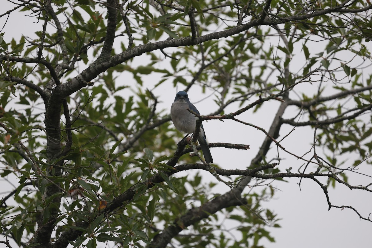 Mexican Jay - L. Ernesto Perez Montes (The Mexican Violetear 🦉)