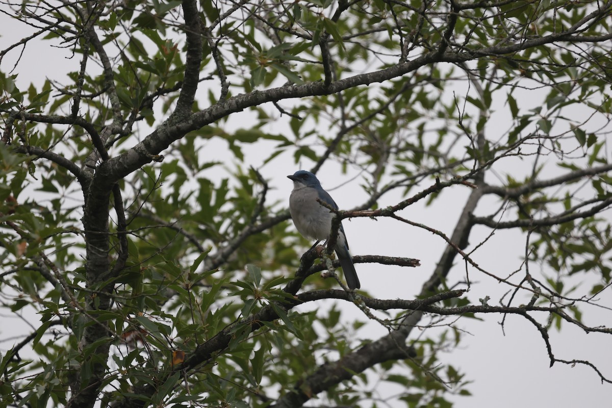 Mexican Jay - ML625563087