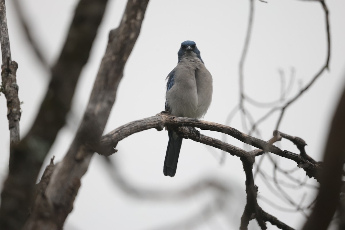 Mexican Jay - ML625563095