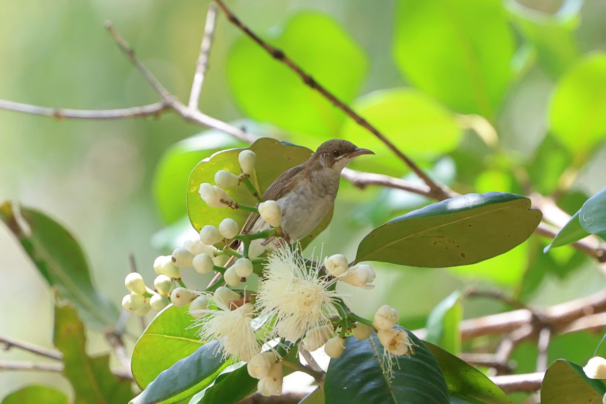 Brown-backed Honeyeater - ML625563097