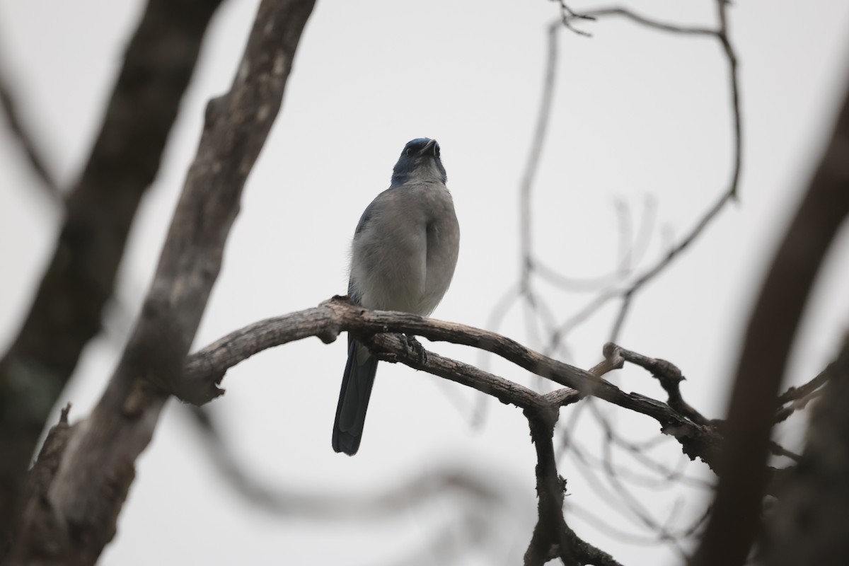 Mexican Jay - ML625563098