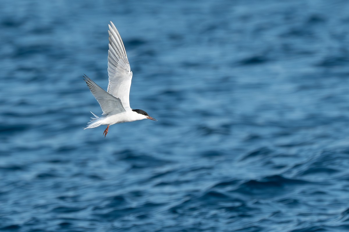 Common Tern (hirundo/tibetana) - ML625563101